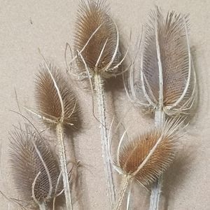 Accents - Textured stems Accents - Textured stems